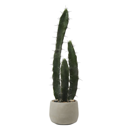 Cactus dans un pot en céramique de 64 cm
