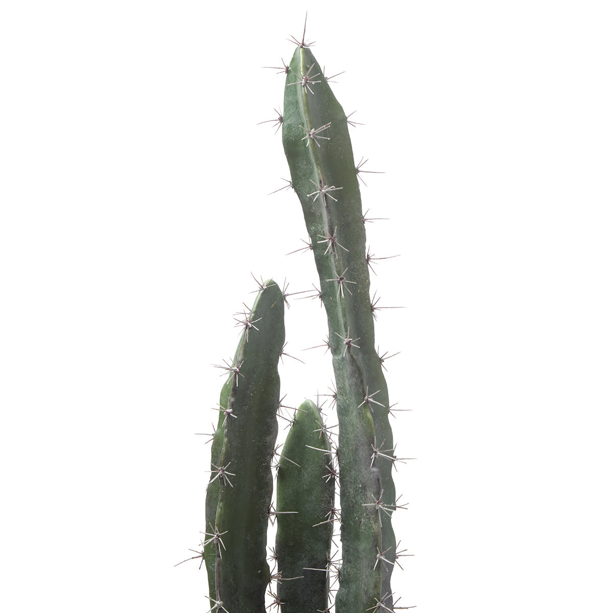 Cactus dans un pot en céramique de 64 cm