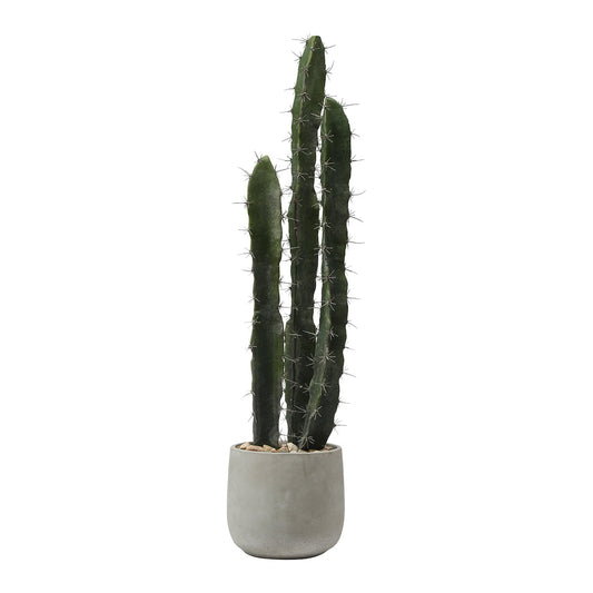 Cactus dans un pot en céramique de 80 cm