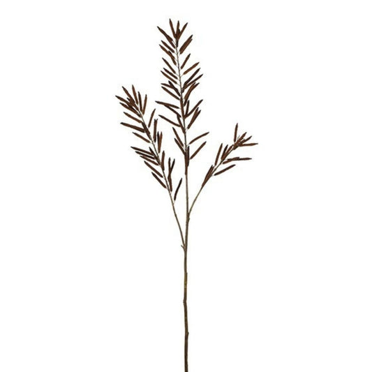 Feuillage de haricots