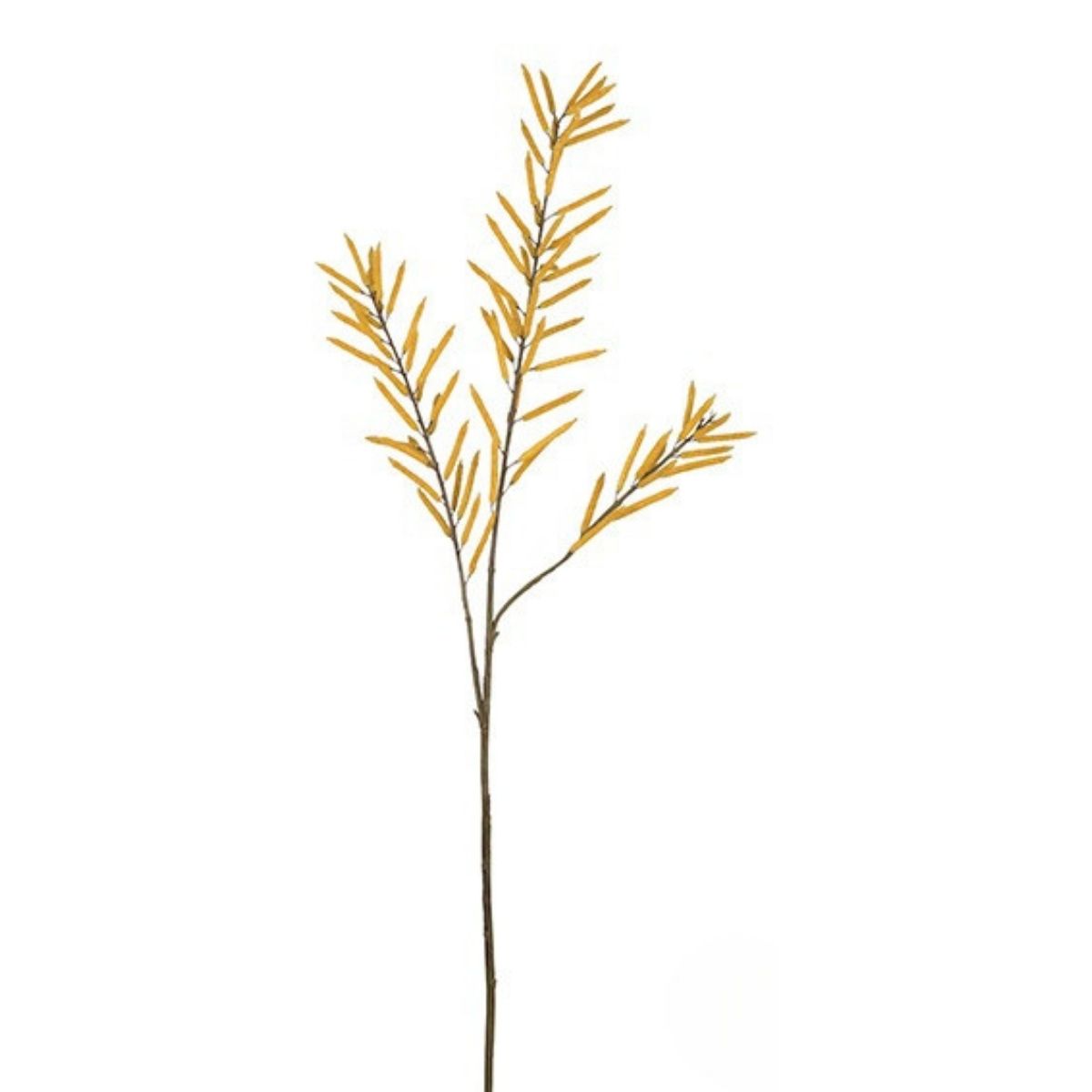 Feuillage de haricots