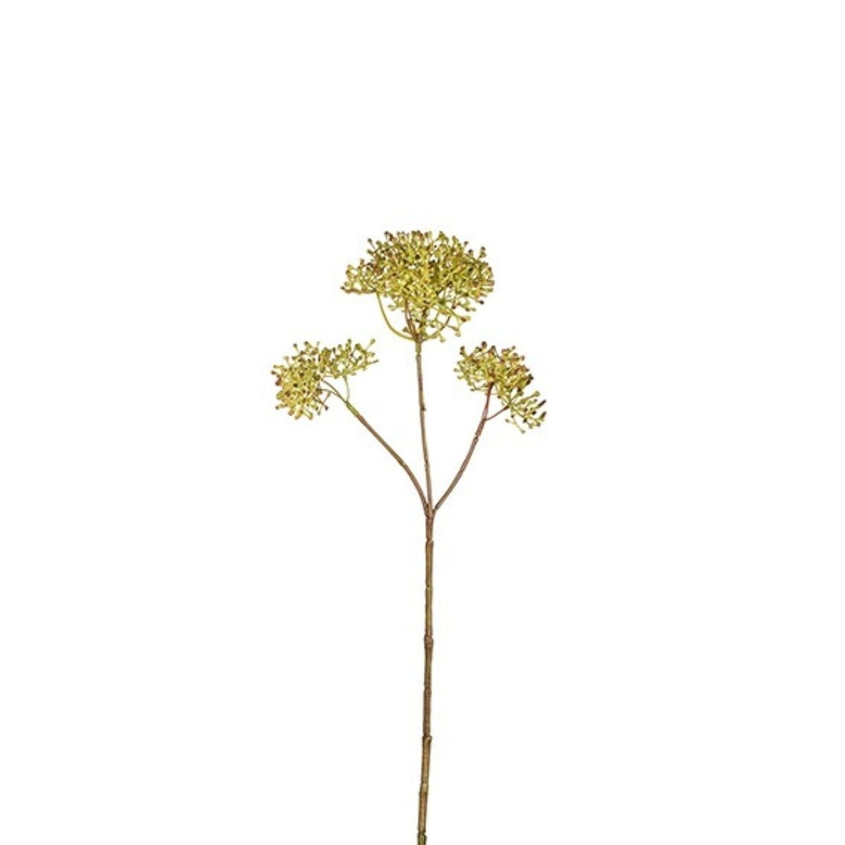 Feuillage de Skimmia Petit Format