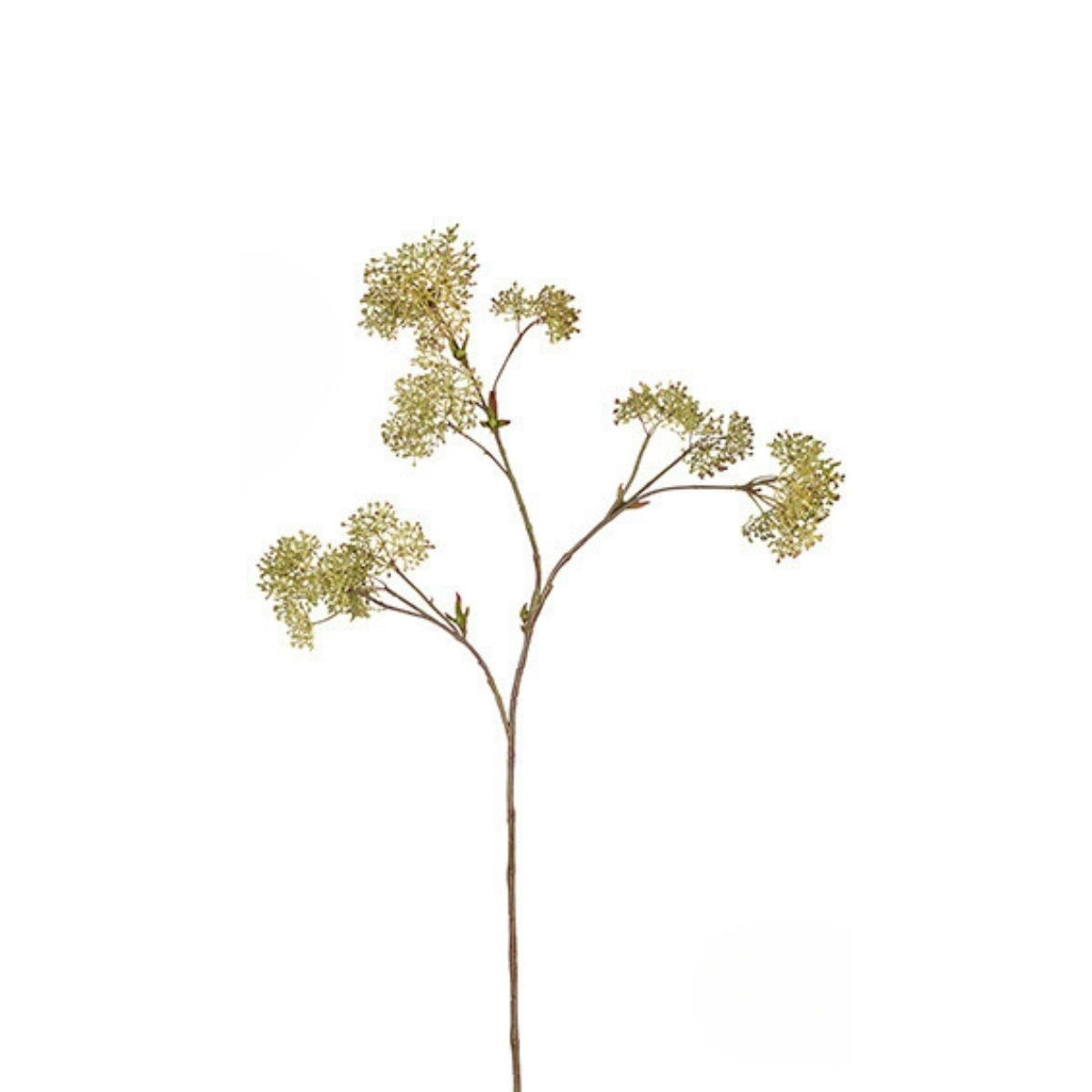 Feuillage de Skimmia Grand Format