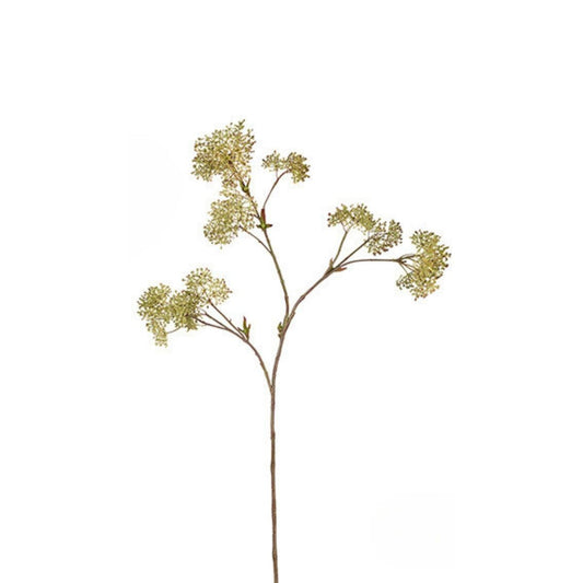 Feuillage de Skimmia Grand Format