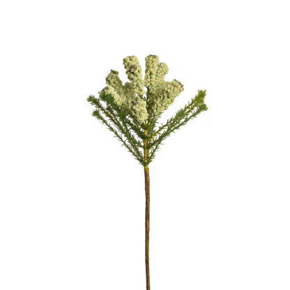 Feuillage de pin africain