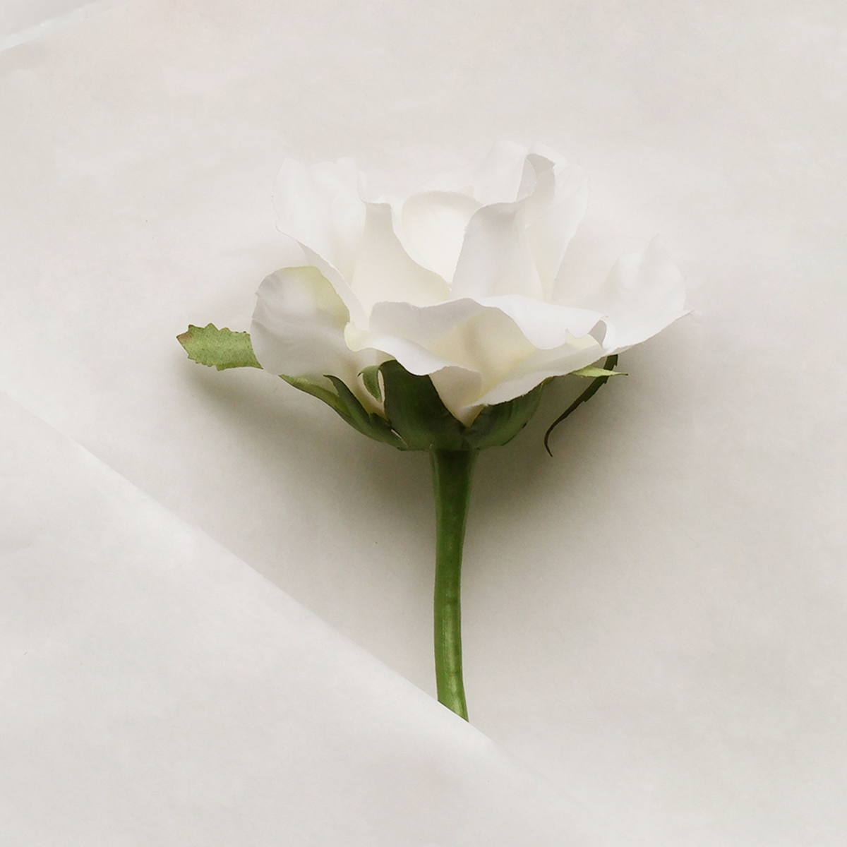 Tige de rose Maria Waterproof fermée