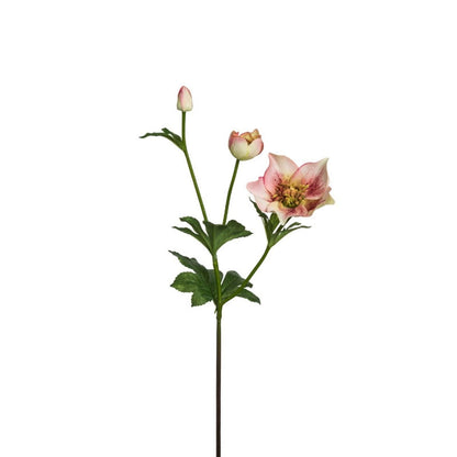 Tige d'Helleborus Niger