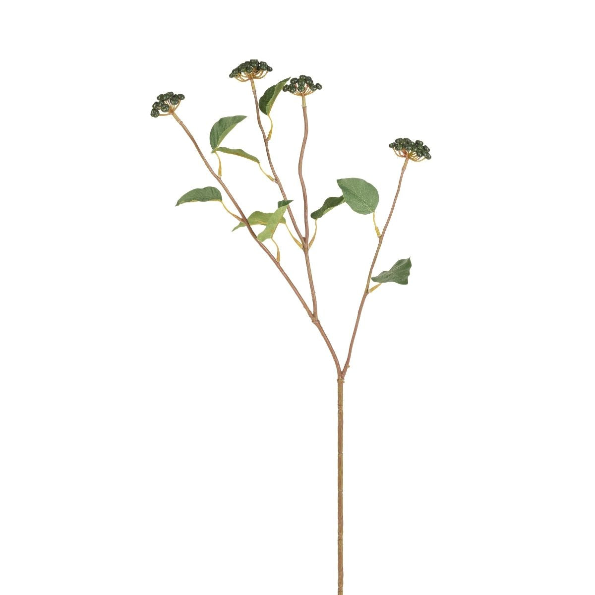 Rameau de baies avec feuilles