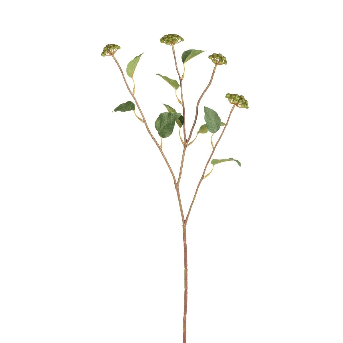 Rameau de baies avec feuilles