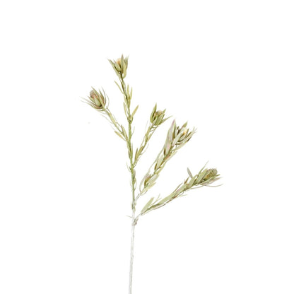 Feuillage de Protea avec fruits