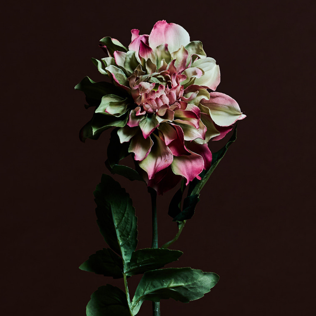 Tige de Dahlia Waterlily