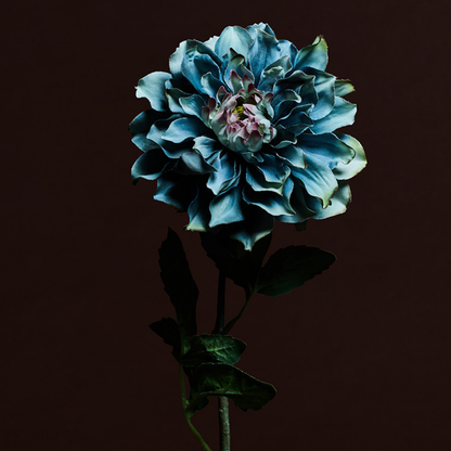 Tige de Dahlia Waterlily