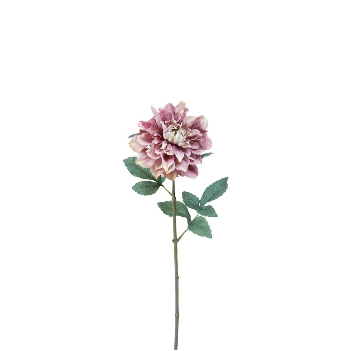 Tige de Dahlia Waterlily