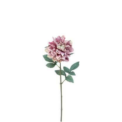 Tige de Dahlia Waterlily