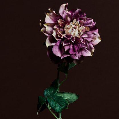 Tige de Dahlia Waterlily