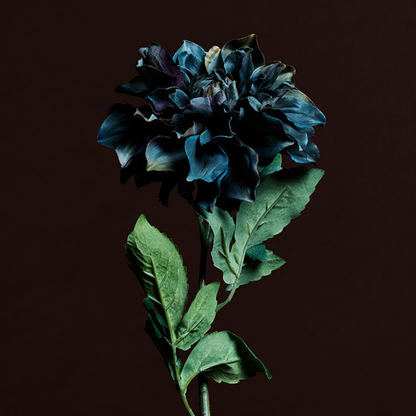 Tige de Dahlia Waterlily