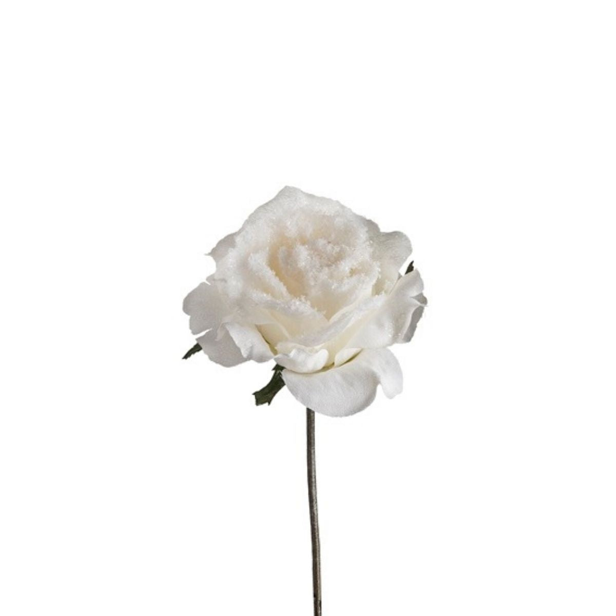 Tige de rose enneigée ouverte