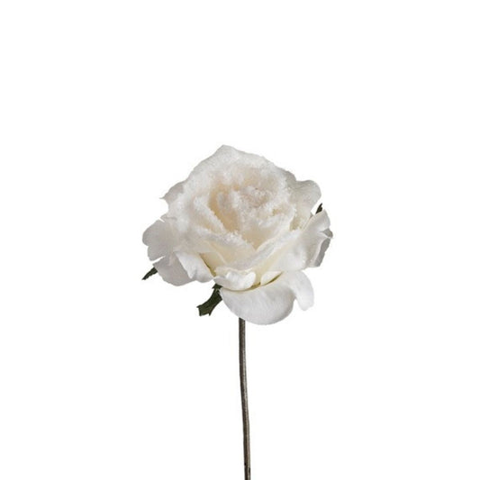 Tige de rose enneigée ouverte