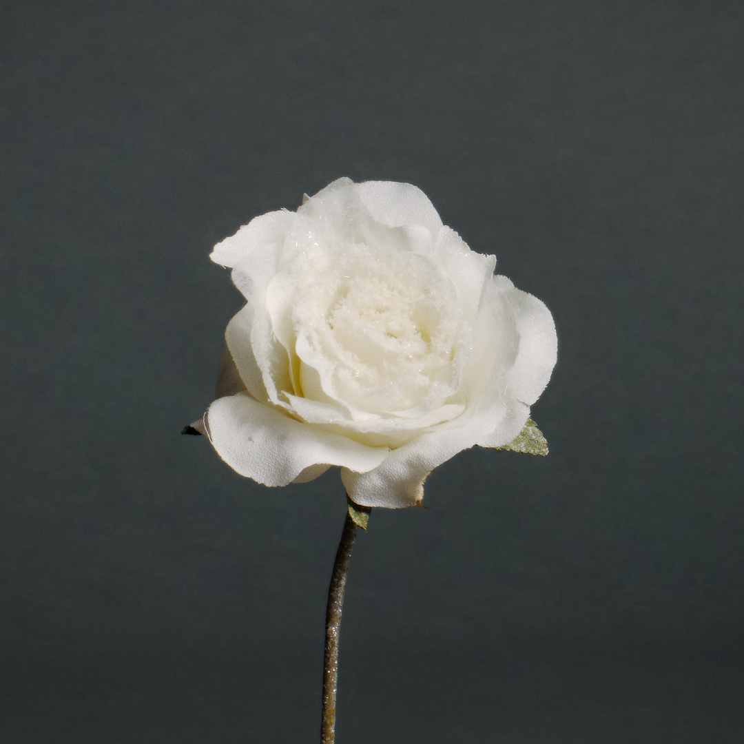 Tige de rose enneigée ouverte