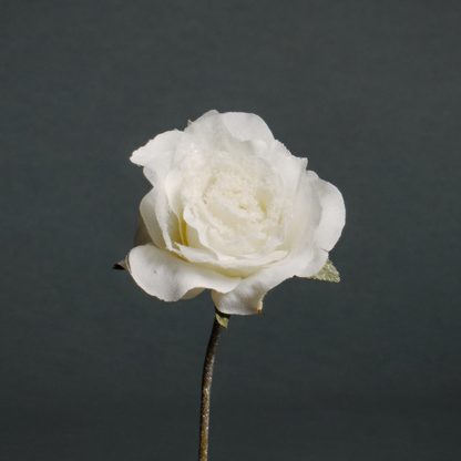 Tige de rose enneigée ouverte