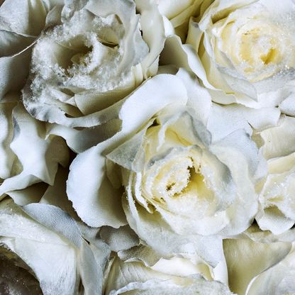 Tige de rose enneigée fermée