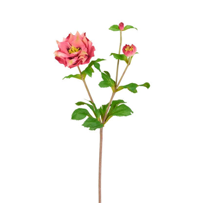 Tige d'Helleborus Niger avec bourgeon