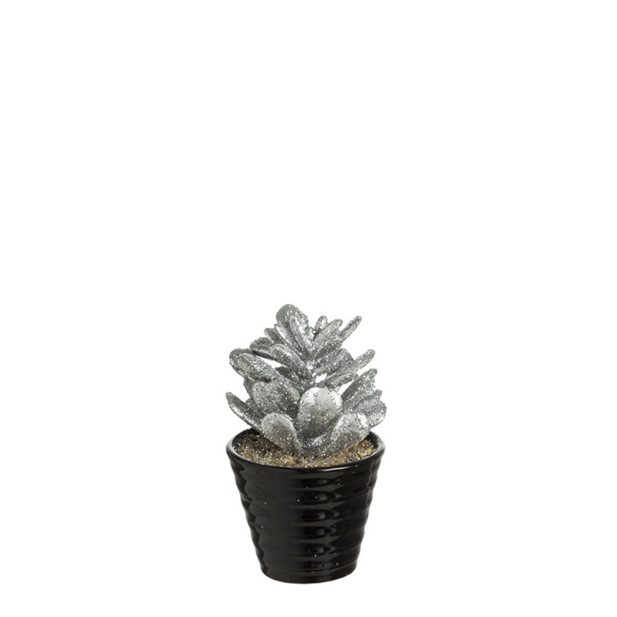 Succulente Crassula pailletée en pot