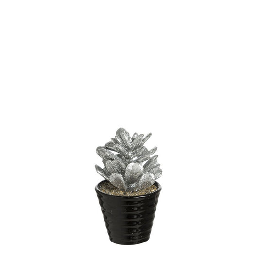 Succulente Crassula pailletée en pot