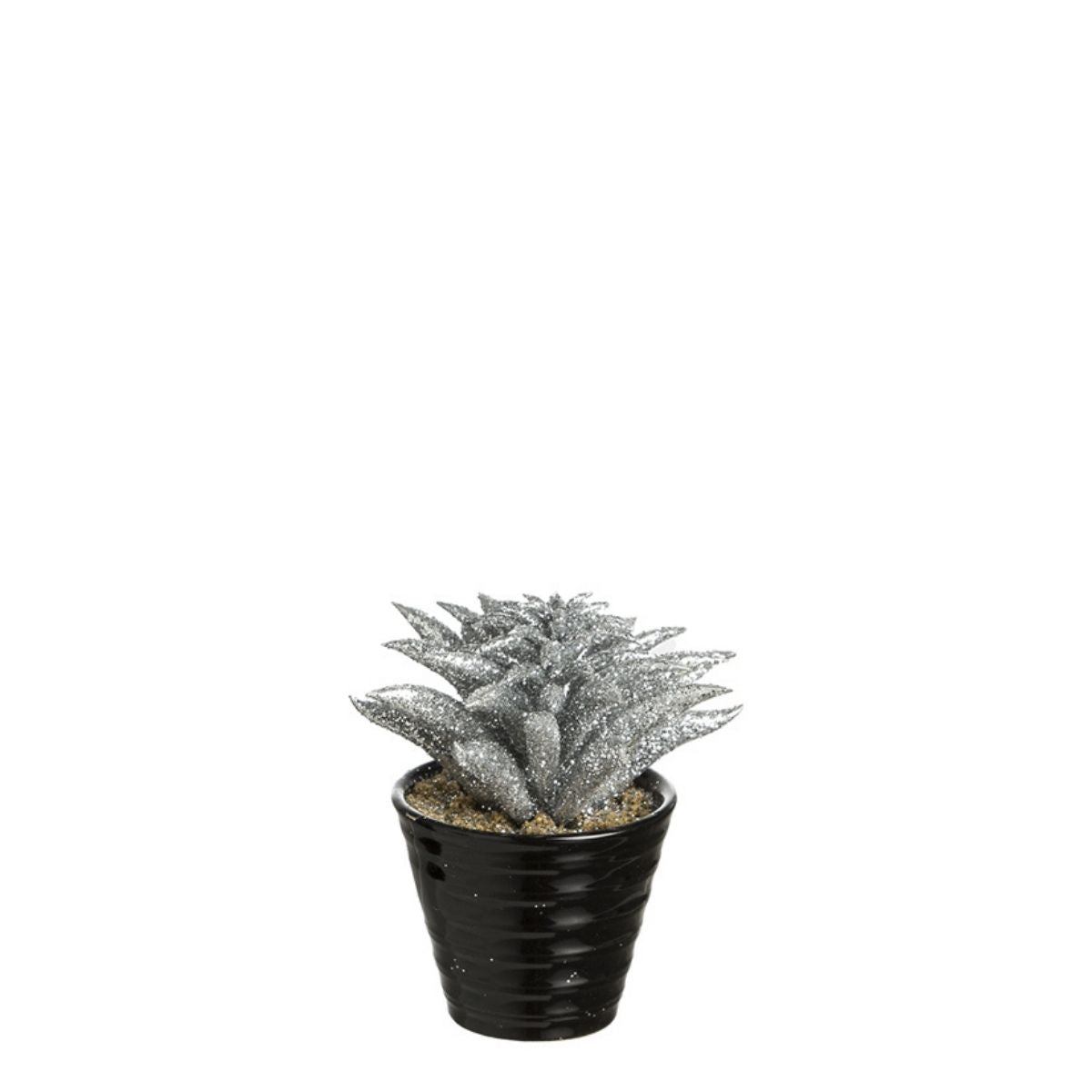 Succulente Dudleya pailletée en pot