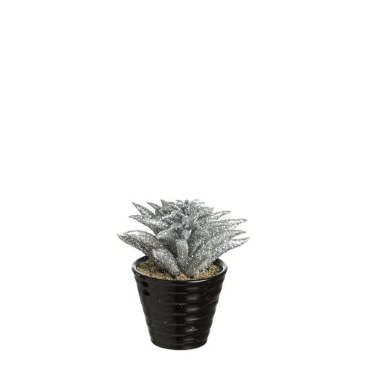 Succulente Dudleya pailletée en pot