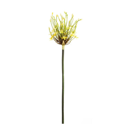 Tige d'Allium Spider