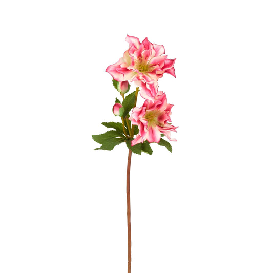 Tige d'Helleborus Niger