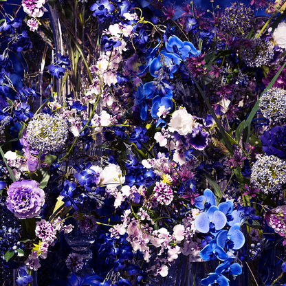 Tige d'Orchidée Phalaenopsis Forever