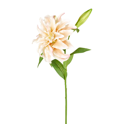 Tige de Lys Oriental Double