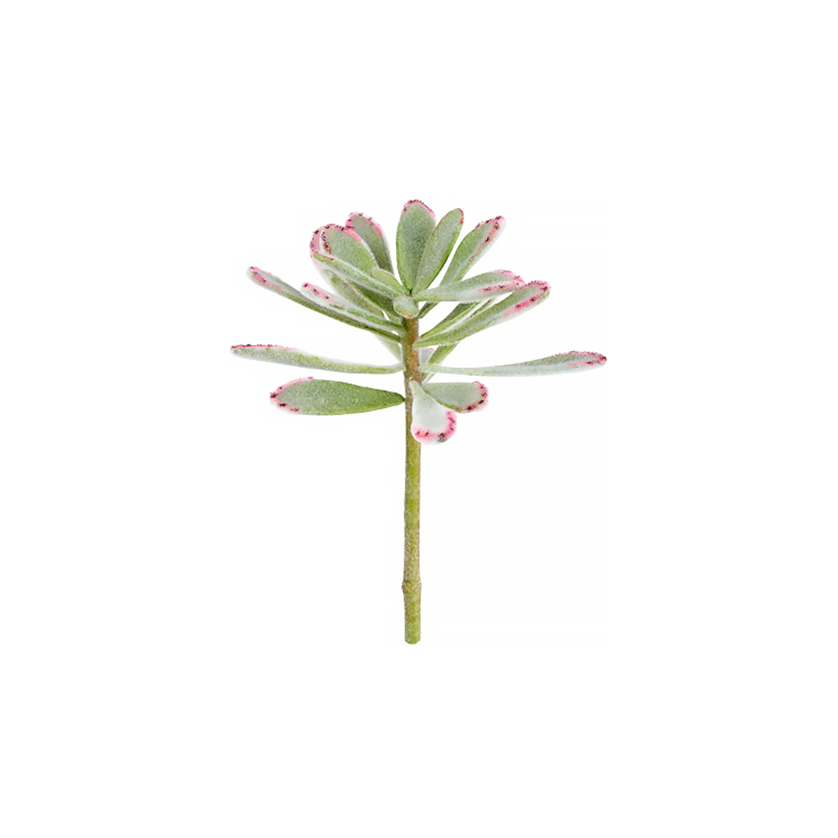 Feuillage de la plante succulente Kalanchoé