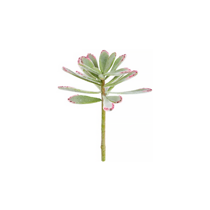 Feuillage de la plante succulente Kalanchoé