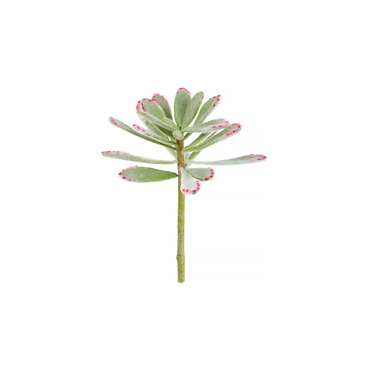 Feuillage de la plante succulente Kalanchoé