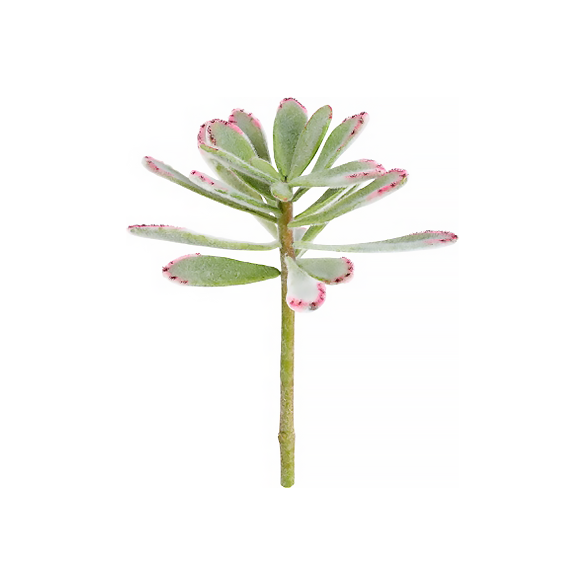 Feuillage de la plante succulente Kalanchoé