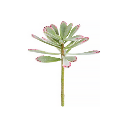 Feuillage de la plante succulente Kalanchoé