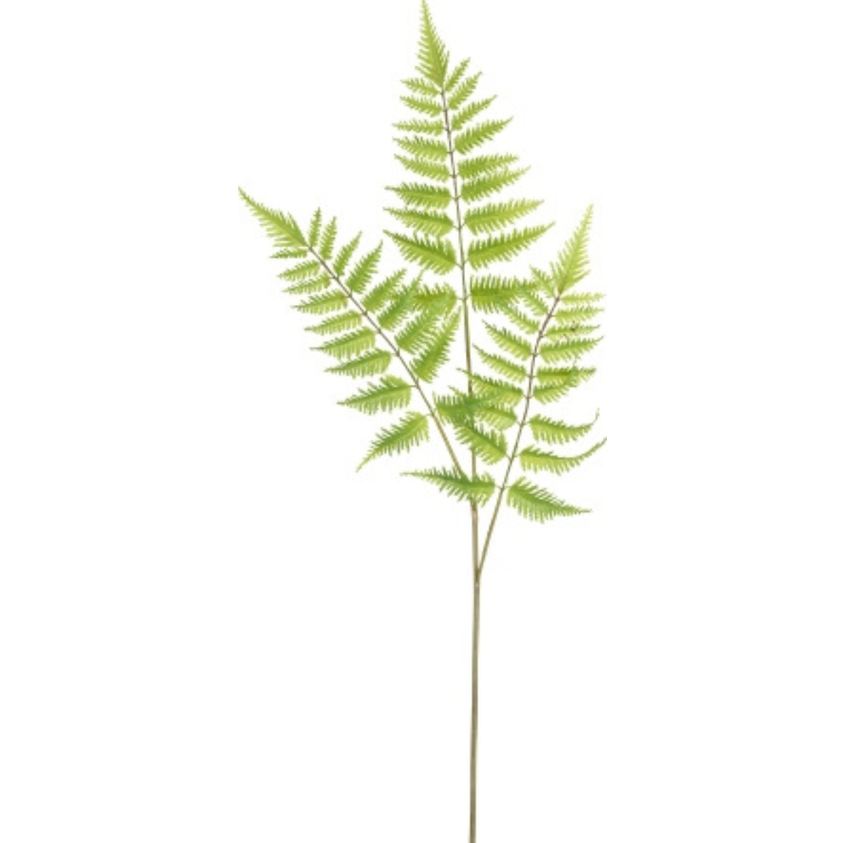 Feuillage de fougère