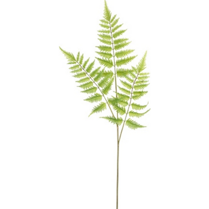 Feuillage de fougère