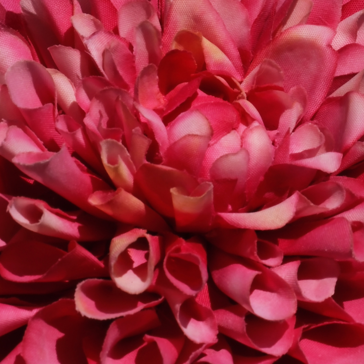 Tige de Dahlia Clara