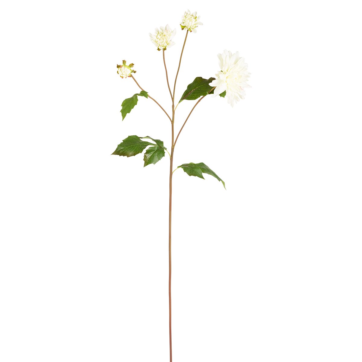 Tige de Dahlia Clara