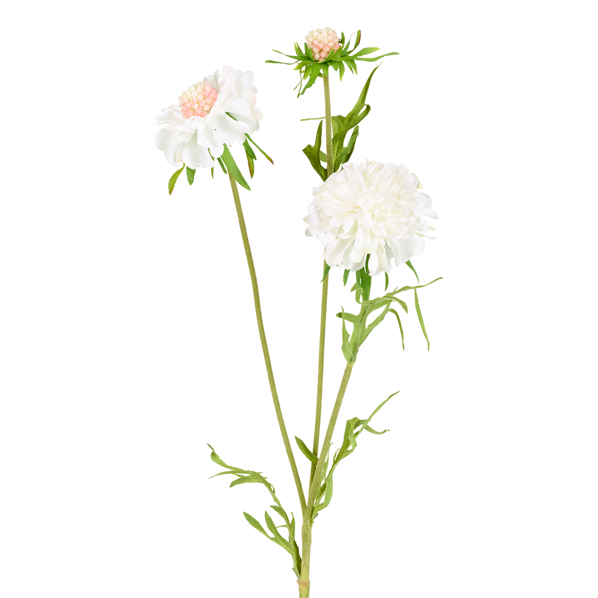 Tige de Scabiosa en fleur