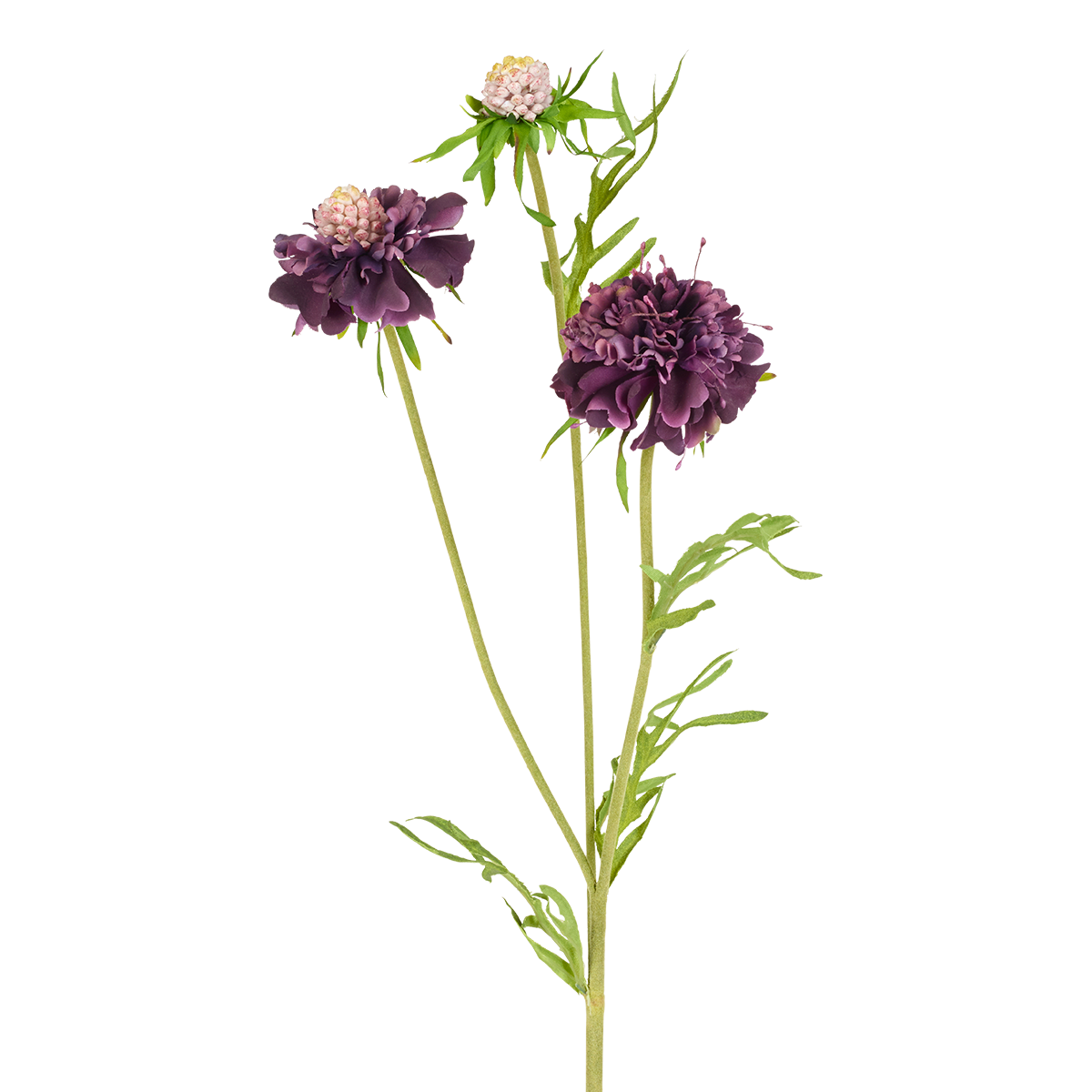 Tige de Scabiosa en fleur