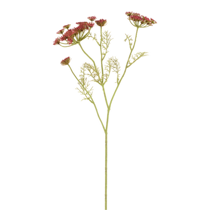 Tige de Carotte Sauvage