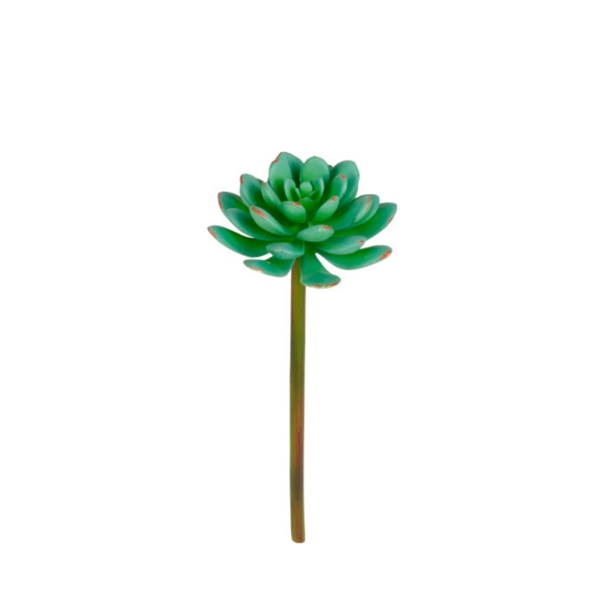 Feuillage de la plante succulente Echeveria