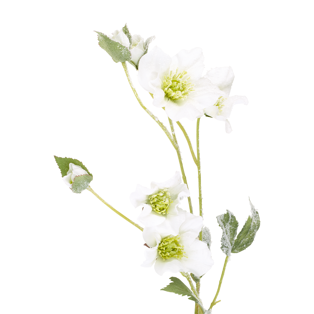 Tige d'Helleborus Niger Givré