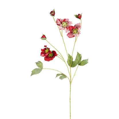 Tige d'Helleborus Niger Givré