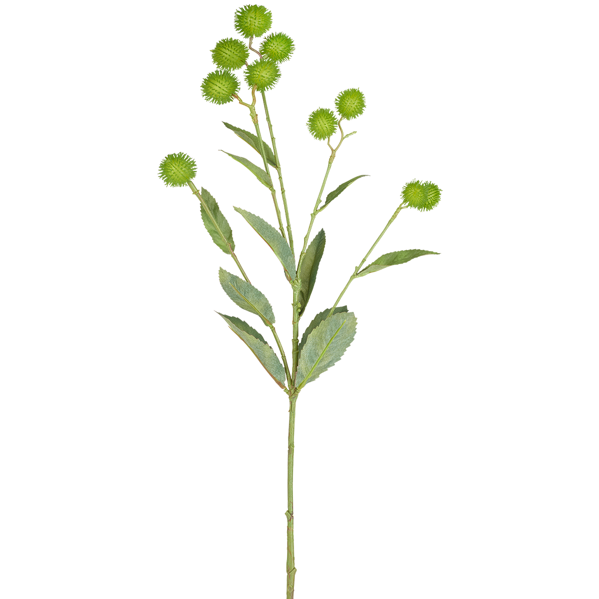 Feuilles et graines de bardane